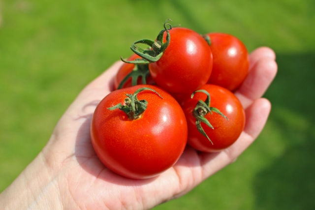 太陽の光を浴びるトマト