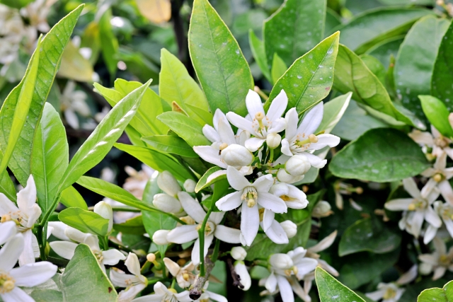 箱詰めされたみかん