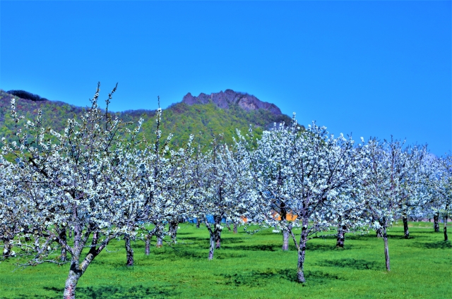 厳選されたみかん