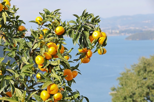 海とミカン