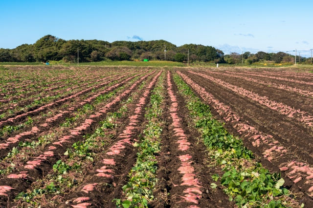 広大な畑の風景
