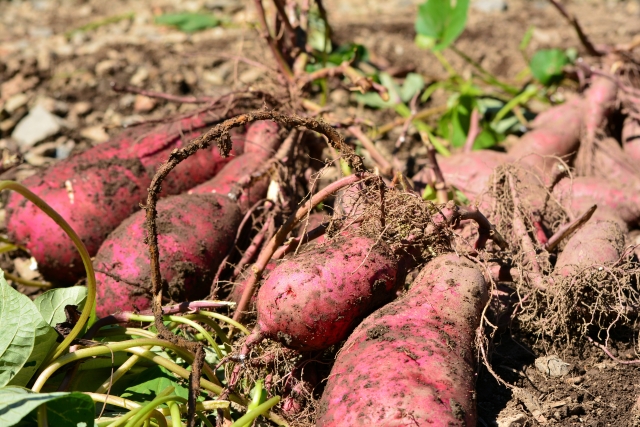 甘い焼き芋断面