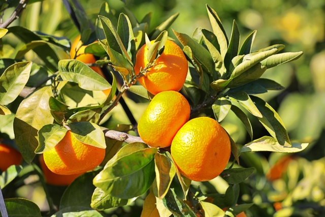 潮風みかん園の風景2
