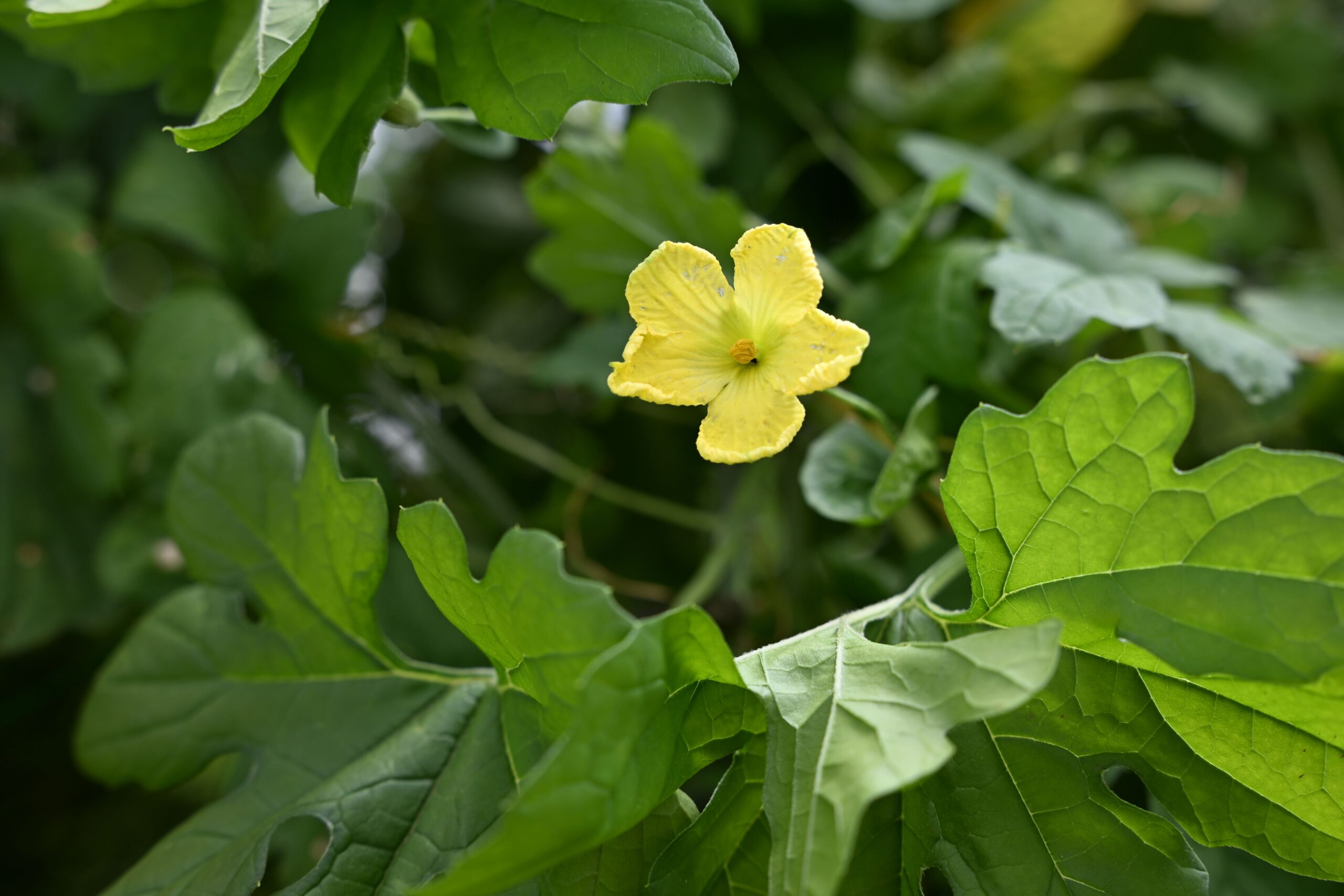 ゴーヤ雄花